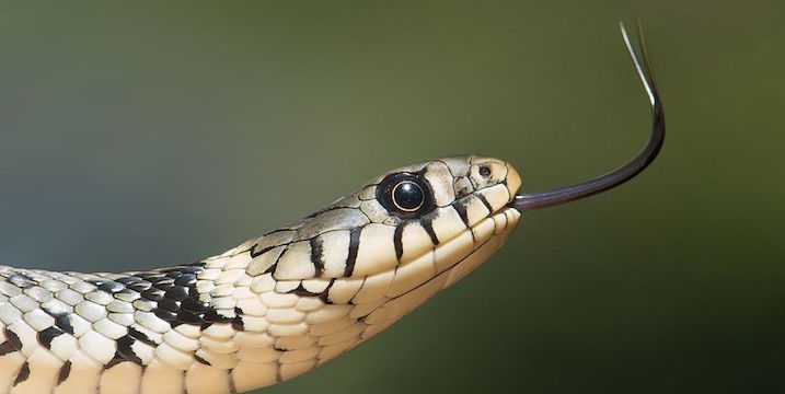 snake-13.jpg