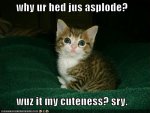 lolcats2.jpg