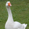 Intoxicated Goose