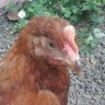 The epic chicken