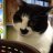 ilovecats7715
